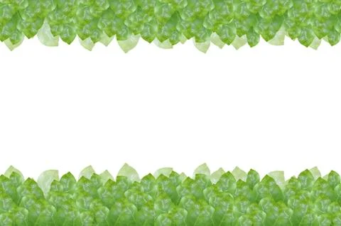 Leaves background Stock-Fotos