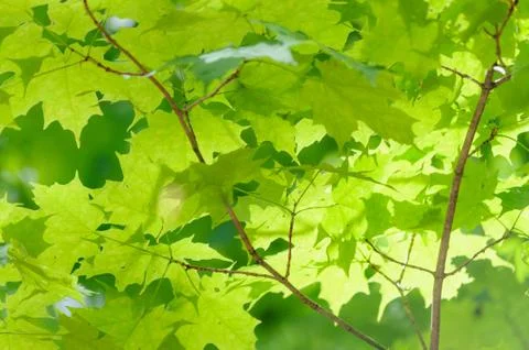 Leaves background Stock Photos