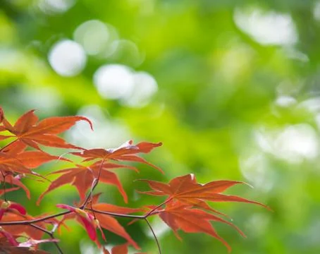 Leaves background Stock Photos