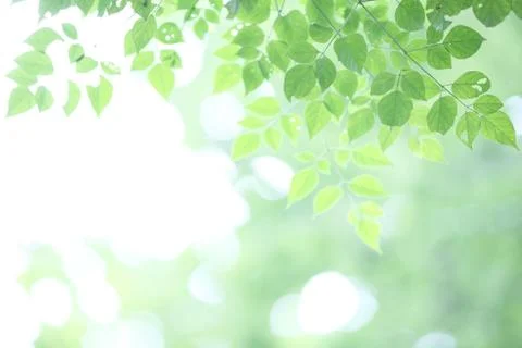 Leaves background Stock Photos