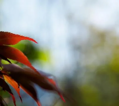 Leaves background Stock Photos