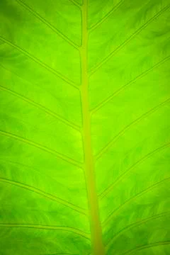 Leaves background Stock Photos