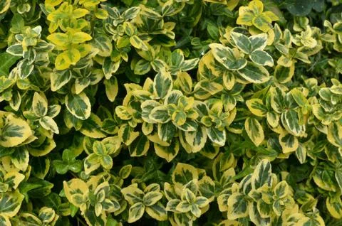 Leaves as a Background Stock Photos