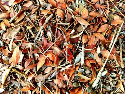 Leaves background Stock Photos