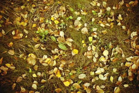 Leaves background Stock Photos