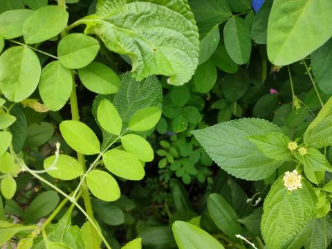 Leaves background Stock Photos