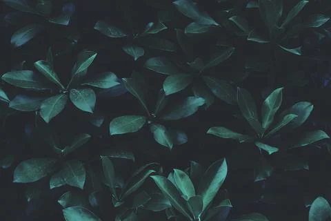 Leaves background Stock Photos