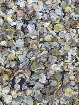 Leaves background Stock Photos