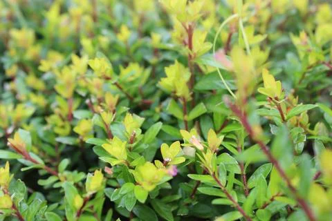 Leaves background 写真素材