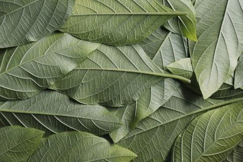 Leaves background Stock Photos