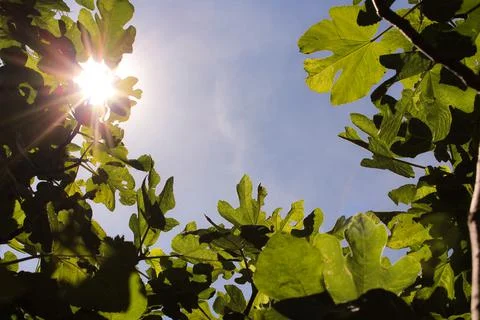 Leaves background with sky in the background and sunbeam with copyspace Stock Photos