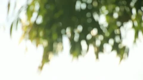 Leaves background soft focus Stock Footage 10591419