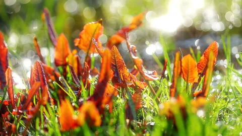 Leaves on a background a spring brook 库存影片 137569350