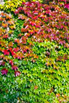 Leaves background texture Stock Photos