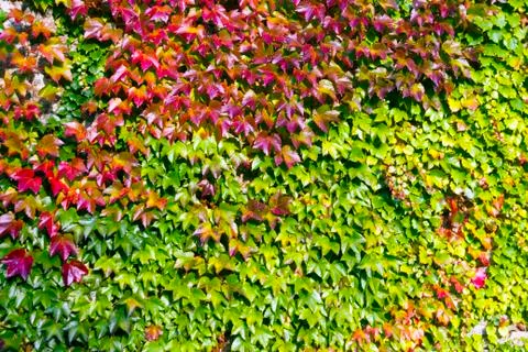 Leaves background texture Stock Photos