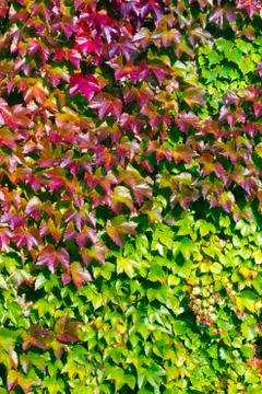 Leaves background texture Stock Photos