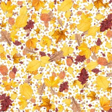 Leaves background (on white) Stock Illustration