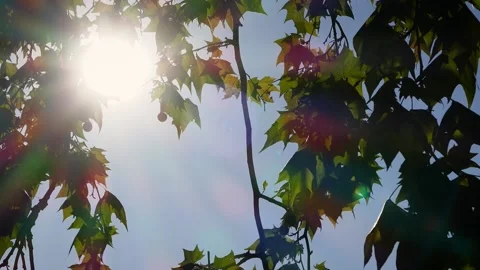 Leaves in backlight Видео 221196673