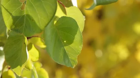 Leaves Backlit Stock Footage 10734379
