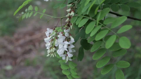 Leaves backlit. Summer acacia tree Stock-Footage 63566883