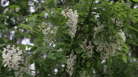 Leaves backlit. Summer acacia tree Stock Footage 63571807