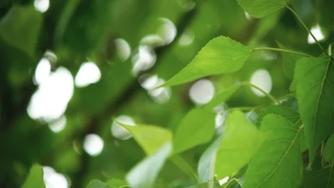 Leaves backlit summer poplar tree Stock Footage 100533280