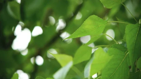 Leaves backlit summer poplar tree Stock Footage 100542820