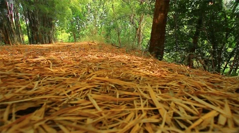 Leaves of bamboo and bamboo forests. Stock Footage 48989171