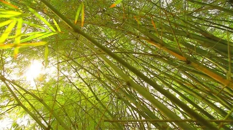 Leaves of bamboo and bamboo forests. Видео 49295474