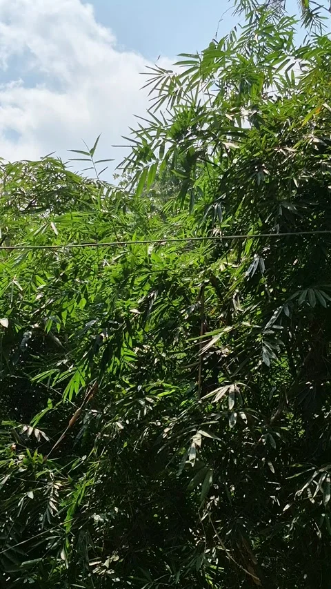 The leaves on the bamboo tree move Stock Footage 316908430