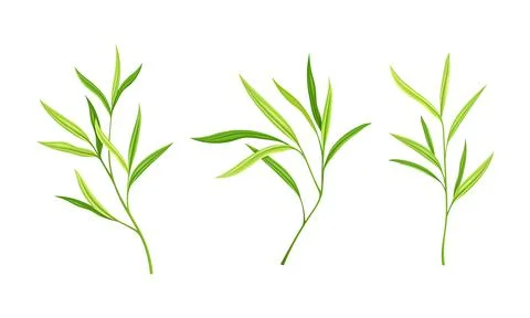Leaves of bamboo tree set. Green decoration elements vector illustration 스톡 일러스트