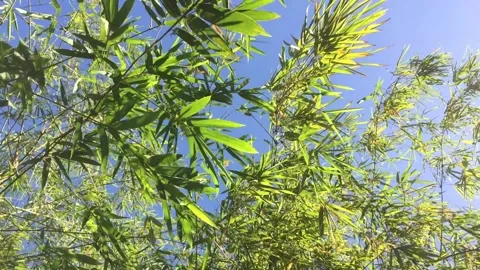 The leaves on the bamboo trees sway in the wind Stock Footage 238441173