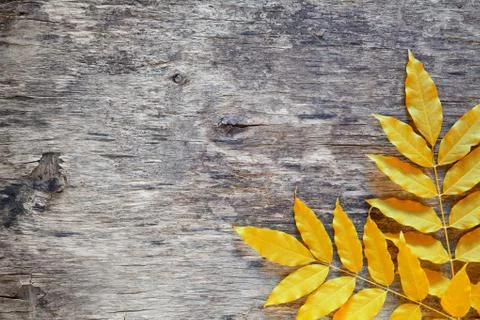 Leaves Banner Stock Photos