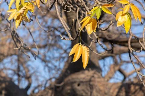 Leaves of a baobab tree Stock Photos