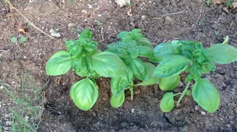 Leaves of basil Stock Footage 11572336