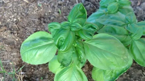 Leaves of basil Stock Footage