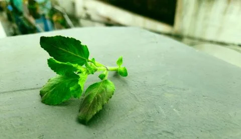 Leaves of basil Stock Photos