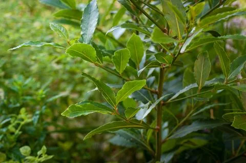 Leaves of a Bay Tree 写真素材