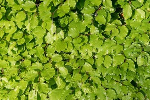 Leaves of a beech hedge Stock Photos