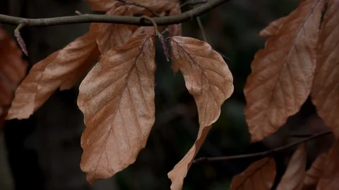 Leaves from beech tree in hedge UK England 4K Video stock 101824220