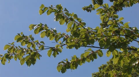 Leaves of beech tree in the wind with blue sky Stock Footage 4714893