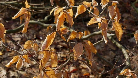 Leaves of beech tree in winter where the sun shines beautifully in early spring. Stock Footage 269231536