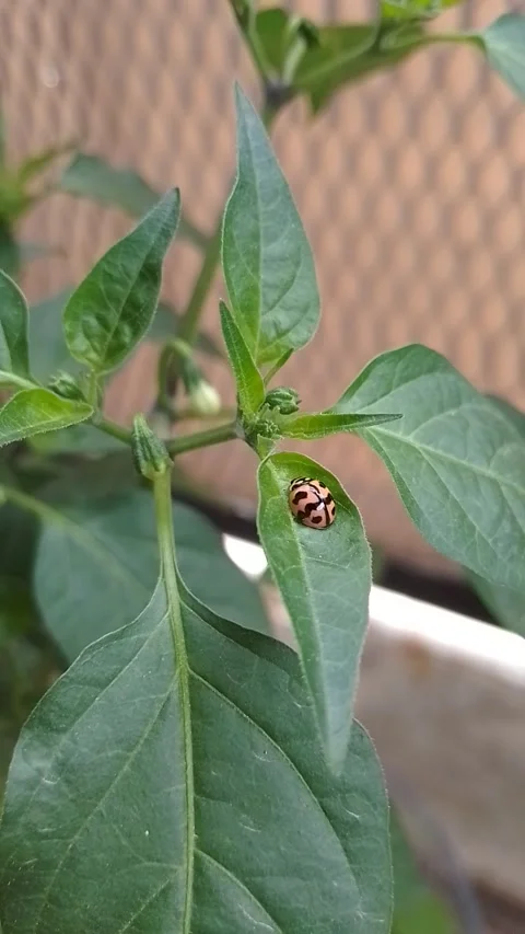 Leaves with beetles Stock-Footage 243902613