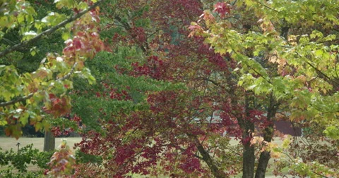 Leaves begin changing colors for fall in pacific north wet Stock Footage 168996774