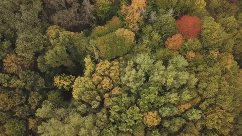 Leaves begin to turn yellow on trees Video stock 119304235