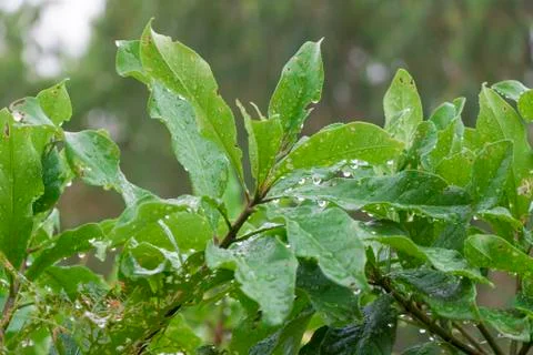 The Leaves behind the rain Stock Photos