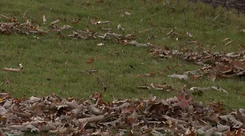 Leaves Being Blown with Blower 2 Video stock 12359128