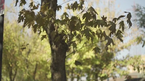 Leaves being blown Stock Footage 223226574