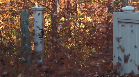 Leaves being blown through open gate Stock Footage 44777556