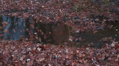 Leaves being blown toward side of stream Stock Footage 44774853